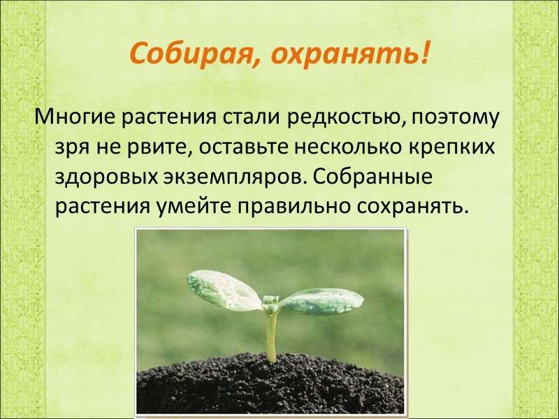 Собирая, охранять! Многие растения стали редкостью, поэтому зря не рвите, оставьте несколько крепких здоровых